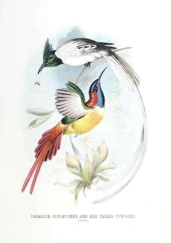 Reproducción/Reproduction 49169648461: Beautiful birds in far-off lands :. London :T. Nelson,1872.. 