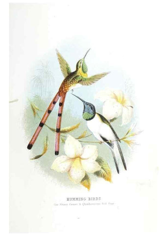 Reproducción/Reproduction 49169648816: Beautiful birds in far-off lands :. London :T. Nelson,1872.. 