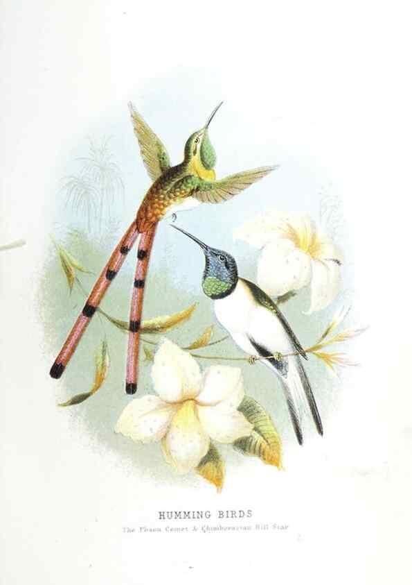 Reproducción/Reproduction 49169648816: Beautiful birds in far-off lands :. London :T. Nelson,1872.. 
