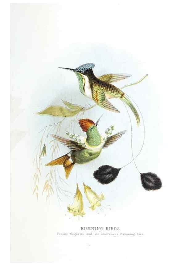 Reproducción/Reproduction 49169879102: Beautiful birds in far-off lands :. London :T. Nelson,1872.. 