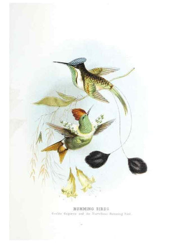 Reproducción/Reproduction 49169879102: Beautiful birds in far-off lands :. London :T. Nelson,1872.. 