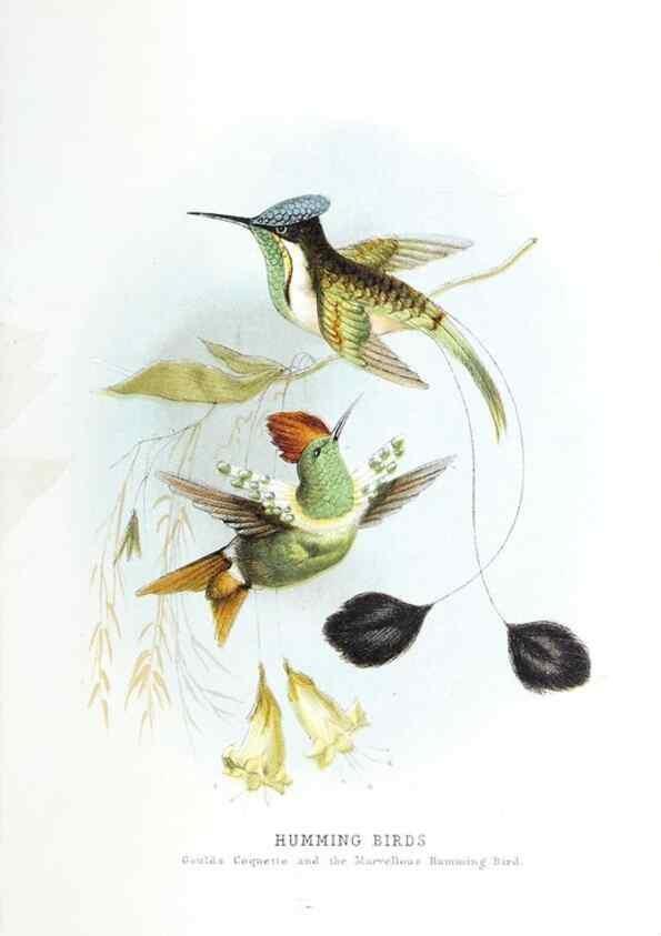 Reproducción/Reproduction 49169879102: Beautiful birds in far-off lands :. London :T. Nelson,1872.. 