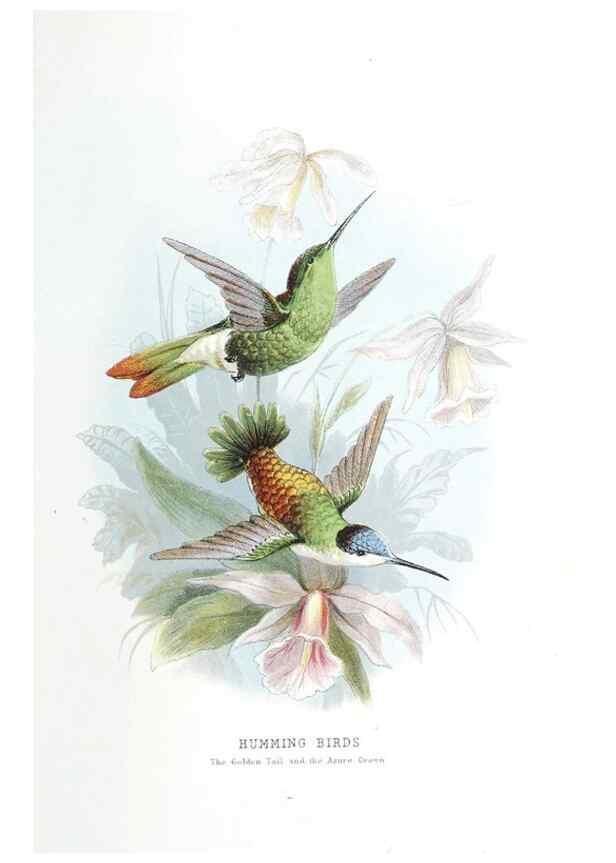 Reproducción/Reproduction 49169879497: Beautiful birds in far-off lands :. London :T. Nelson,1872.. 