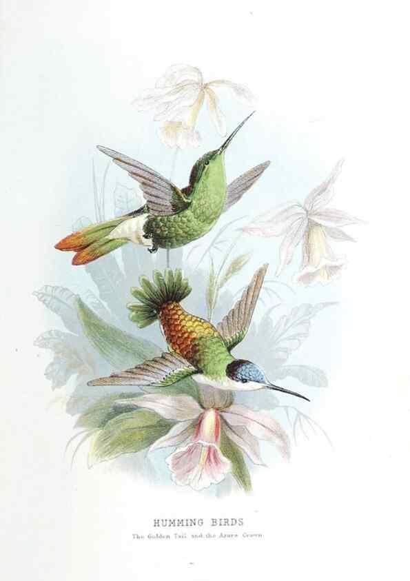 Reproducción/Reproduction 49169879497: Beautiful birds in far-off lands :. London :T. Nelson,1872.. 