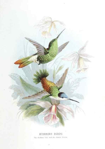 Reproducción/Reproduction 49169879497: Beautiful birds in far-off lands :. London :T. Nelson,1872.. 