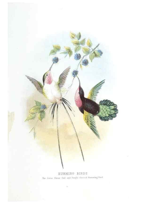 Reproducción/Reproduction 49169879852: Beautiful birds in far-off lands :. London :T. Nelson,1872.. 
