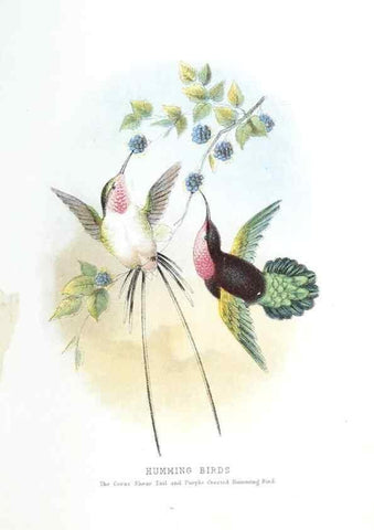 Reproducción/Reproduction 49169879852: Beautiful birds in far-off lands :. London :T. Nelson,1872.. 