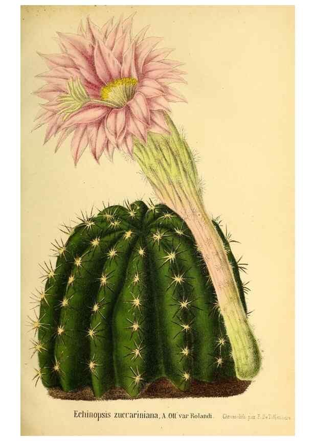 Reproducción/Reproduction 49167786468: Belgique horticole.. Liége.. 
