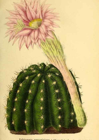 Reproducción/Reproduction 49167786468: Belgique horticole.. Liége.. 