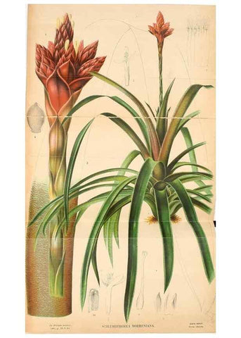 Reproducción/Reproduction 49127597808: Belgique horticole.. Liége.. 