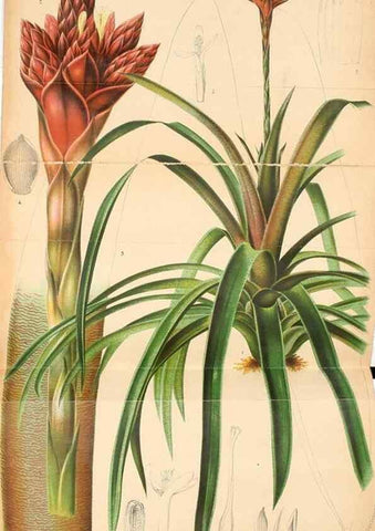 Reproducción/Reproduction 49127597808: Belgique horticole.. Liége.. 