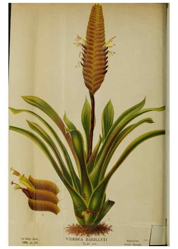 Reproducción/Reproduction 49128273102: Belgique horticole.. Liége.. 
