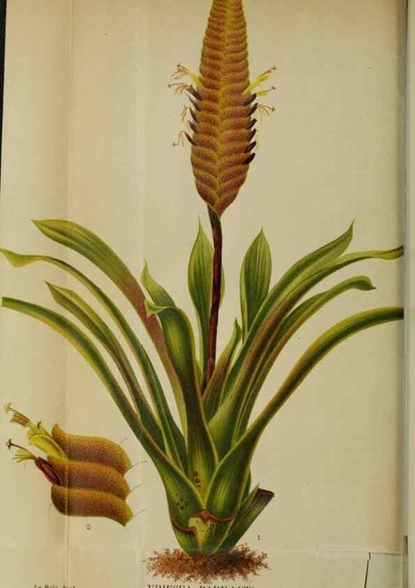 Reproducción/Reproduction 49128273102: Belgique horticole.. Liége.. 
