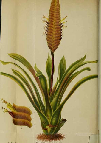 Reproducción/Reproduction 49128273102: Belgique horticole.. Liége.. 