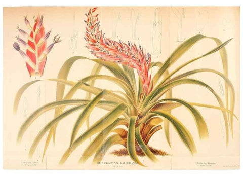 Reproducción/Reproduction 49127596958: Belgique horticole.. Liége.. 