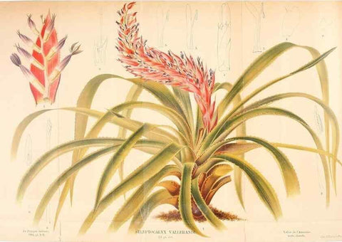 Reproducción/Reproduction 49127596958: Belgique horticole.. Liége.. 