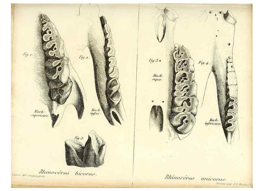 Reproducción/Reproduction 49065107376: Recherches sur les ossemens fossiles de quadrupèdes. Paris :Deterville,1812.. 