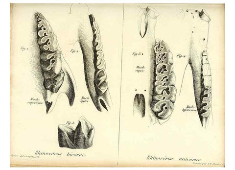 Reproducción/Reproduction 49065107376: Recherches sur les ossemens fossiles de quadrupèdes. Paris :Deterville,1812.. 