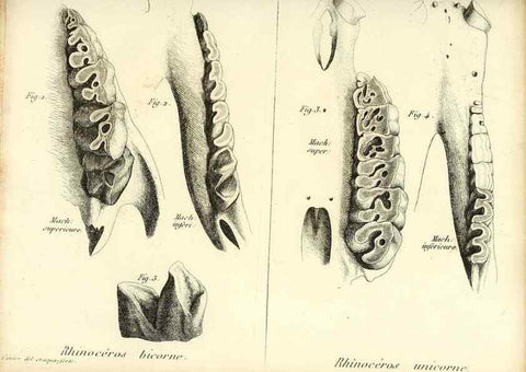 Reproducción/Reproduction 49065107376: Recherches sur les ossemens fossiles de quadrupèdes. Paris :Deterville,1812.. 