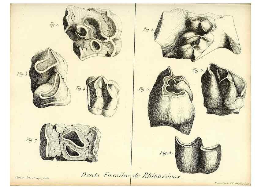 Reproducción/Reproduction 49065320712: Recherches sur les ossemens fossiles de quadrupèdes. Paris :Deterville,1812.. 