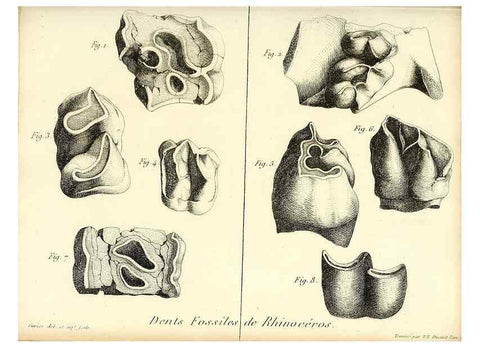Reproducción/Reproduction 49065320712: Recherches sur les ossemens fossiles de quadrupèdes. Paris :Deterville,1812.. 