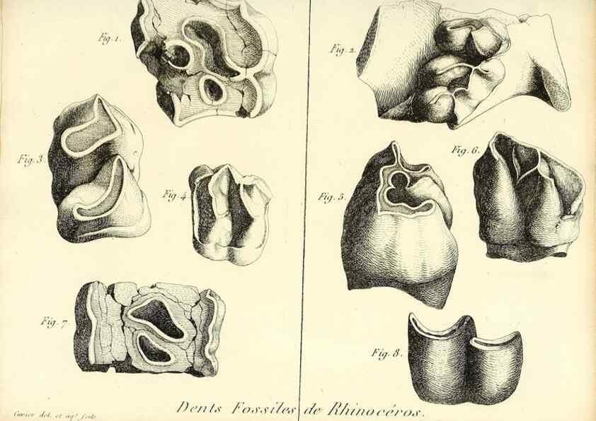 Reproducción/Reproduction 49065320712: Recherches sur les ossemens fossiles de quadrupèdes. Paris :Deterville,1812.. 