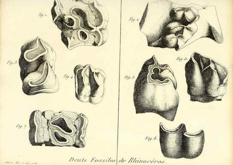 Reproducción/Reproduction 49065320712: Recherches sur les ossemens fossiles de quadrupèdes. Paris :Deterville,1812.. 