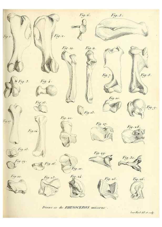 Reproducción/Reproduction 49065321047: Recherches sur les ossemens fossiles de quadrupèdes. Paris :Deterville,1812.. 