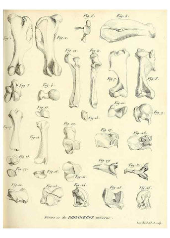 Reproducción/Reproduction 49065321047: Recherches sur les ossemens fossiles de quadrupèdes. Paris :Deterville,1812.. 