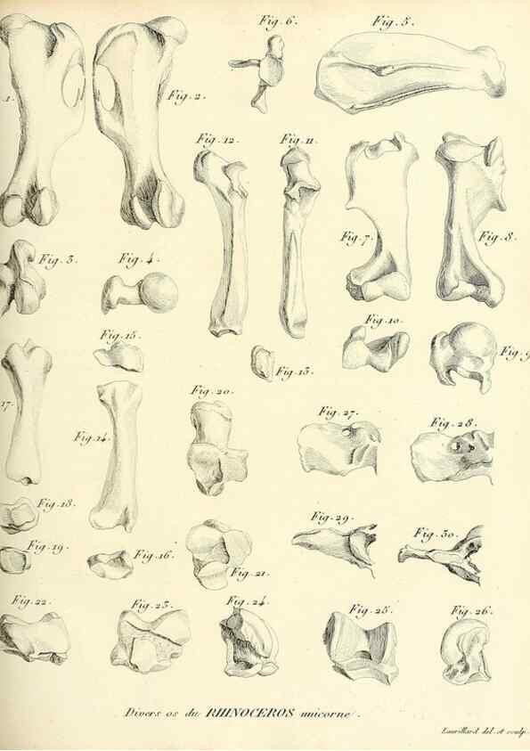 Reproducción/Reproduction 49065321047: Recherches sur les ossemens fossiles de quadrupèdes. Paris :Deterville,1812.. 