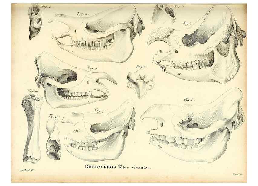 Reproducción/Reproduction 49065321357: Recherches sur les ossemens fossiles de quadrupèdes. Paris :Deterville,1812.. 