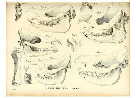 Reproducción/Reproduction 49065321357: Recherches sur les ossemens fossiles de quadrupèdes. Paris :Deterville,1812.. 