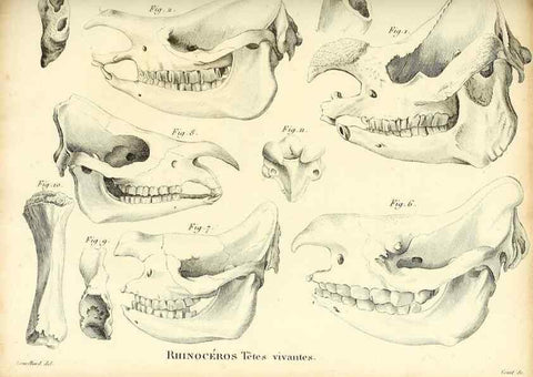 Reproducción/Reproduction 49065321357: Recherches sur les ossemens fossiles de quadrupèdes. Paris :Deterville,1812.. 