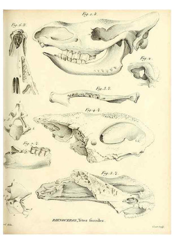 Reproducción/Reproduction 49065108731: Recherches sur les ossemens fossiles de quadrupèdes. Paris :Deterville,1812.. 