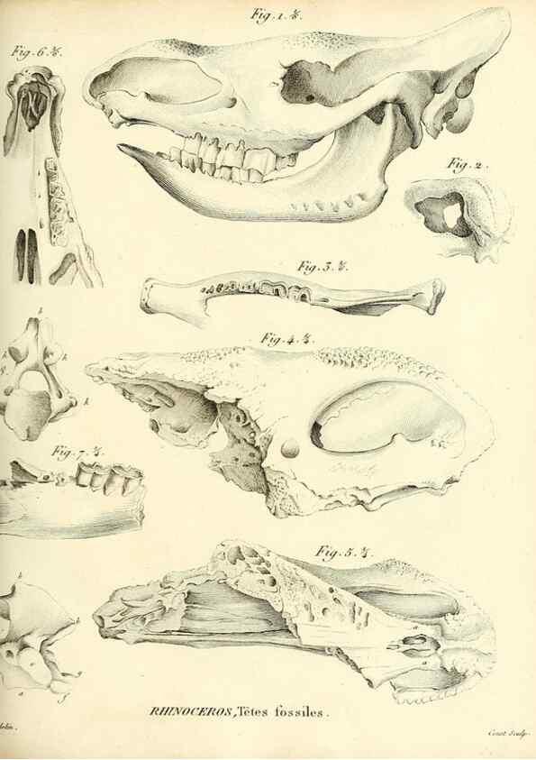 Reproducción/Reproduction 49065108731: Recherches sur les ossemens fossiles de quadrupèdes. Paris :Deterville,1812.. 