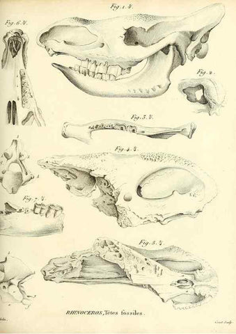 Reproducción/Reproduction 49065108731: Recherches sur les ossemens fossiles de quadrupèdes. Paris :Deterville,1812.. 