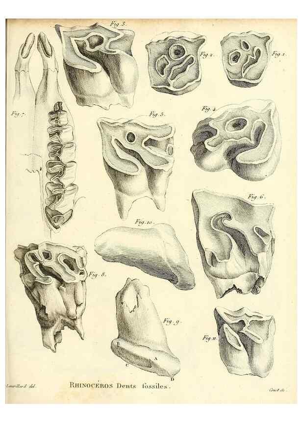 Reproducción/Reproduction 49064594658: Recherches sur les ossemens fossiles de quadrupèdes. Paris :Deterville,1812.. 