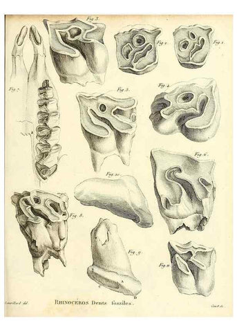 Reproducción/Reproduction 49064594658: Recherches sur les ossemens fossiles de quadrupèdes. Paris :Deterville,1812.. 