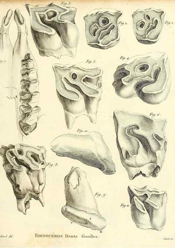 Reproducción/Reproduction 49064594658: Recherches sur les ossemens fossiles de quadrupèdes. Paris :Deterville,1812.. 