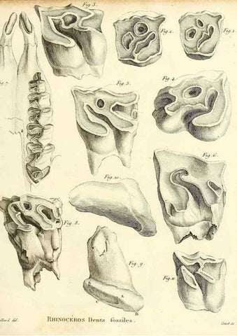 Reproducción/Reproduction 49064594658: Recherches sur les ossemens fossiles de quadrupèdes. Paris :Deterville,1812.. 