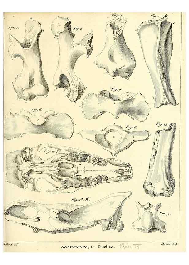 Reproducción/Reproduction 49065322492: Recherches sur les ossemens fossiles de quadrupèdes. Paris :Deterville,1812.. 
