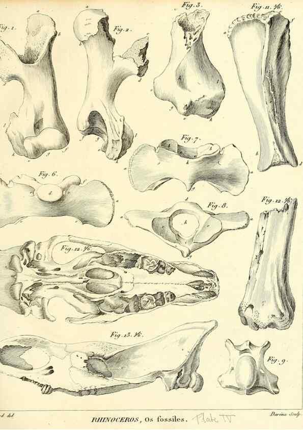 Reproducción/Reproduction 49065322492: Recherches sur les ossemens fossiles de quadrupèdes. Paris :Deterville,1812.. 