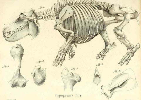 Reproducción/Reproduction 49064595543: Recherches sur les ossemens fossiles de quadrupèdes. Paris :Deterville,1812.. 