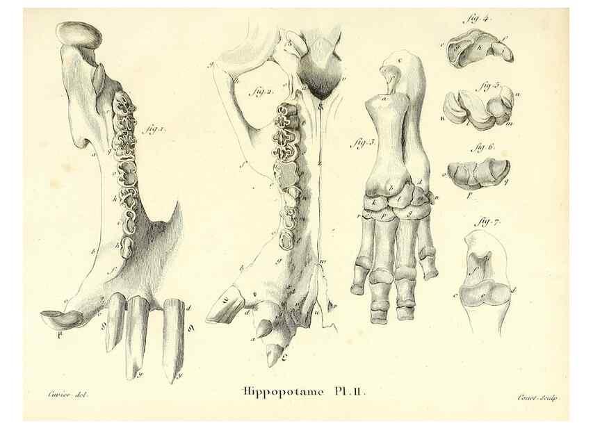 Reproducción/Reproduction 49065110366: Recherches sur les ossemens fossiles de quadrupèdes. Paris :Deterville,1812.. 