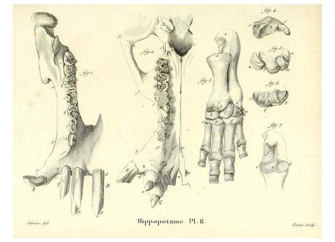 Reproducción/Reproduction 49065110366: Recherches sur les ossemens fossiles de quadrupèdes. Paris :Deterville,1812.. 
