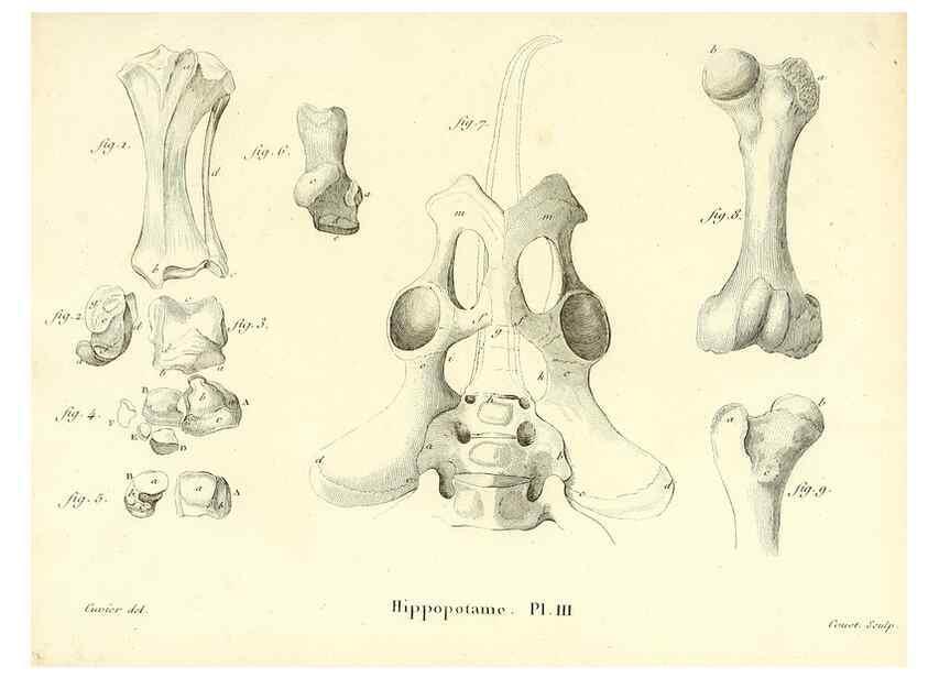 Reproducción/Reproduction 49065323457: Recherches sur les ossemens fossiles de quadrupèdes. Paris :Deterville,1812.. 