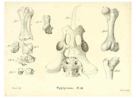Reproducción/Reproduction 49065323457: Recherches sur les ossemens fossiles de quadrupèdes. Paris :Deterville,1812.. 