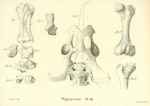 Reproducción/Reproduction 49065323457: Recherches sur les ossemens fossiles de quadrupèdes. Paris :Deterville,1812.. 