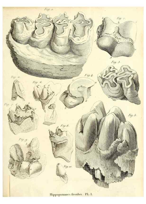 Reproducción/Reproduction 49065111176: Recherches sur les ossemens fossiles de quadrupèdes. Paris :Deterville,1812.. 