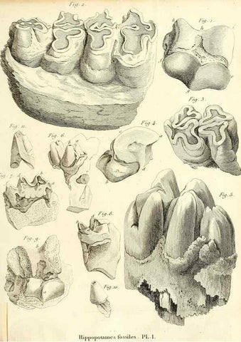 Reproducción/Reproduction 49065111176: Recherches sur les ossemens fossiles de quadrupèdes. Paris :Deterville,1812.. 